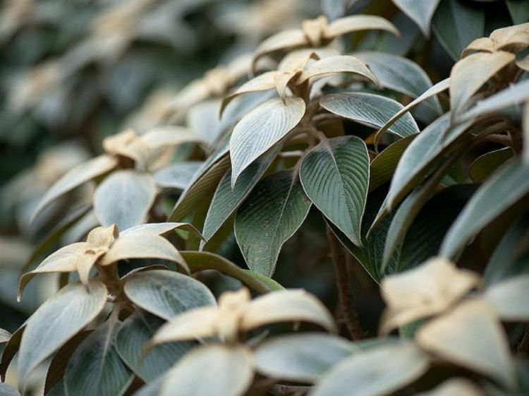 Strobilanthes Gossypinus