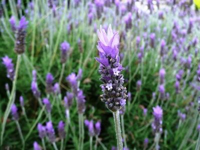 Lavender Dentata French