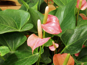 Anthurium  Andraeanum mixed colours