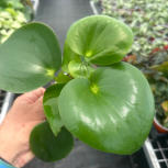 Peperomia polybotrya "rain drop"