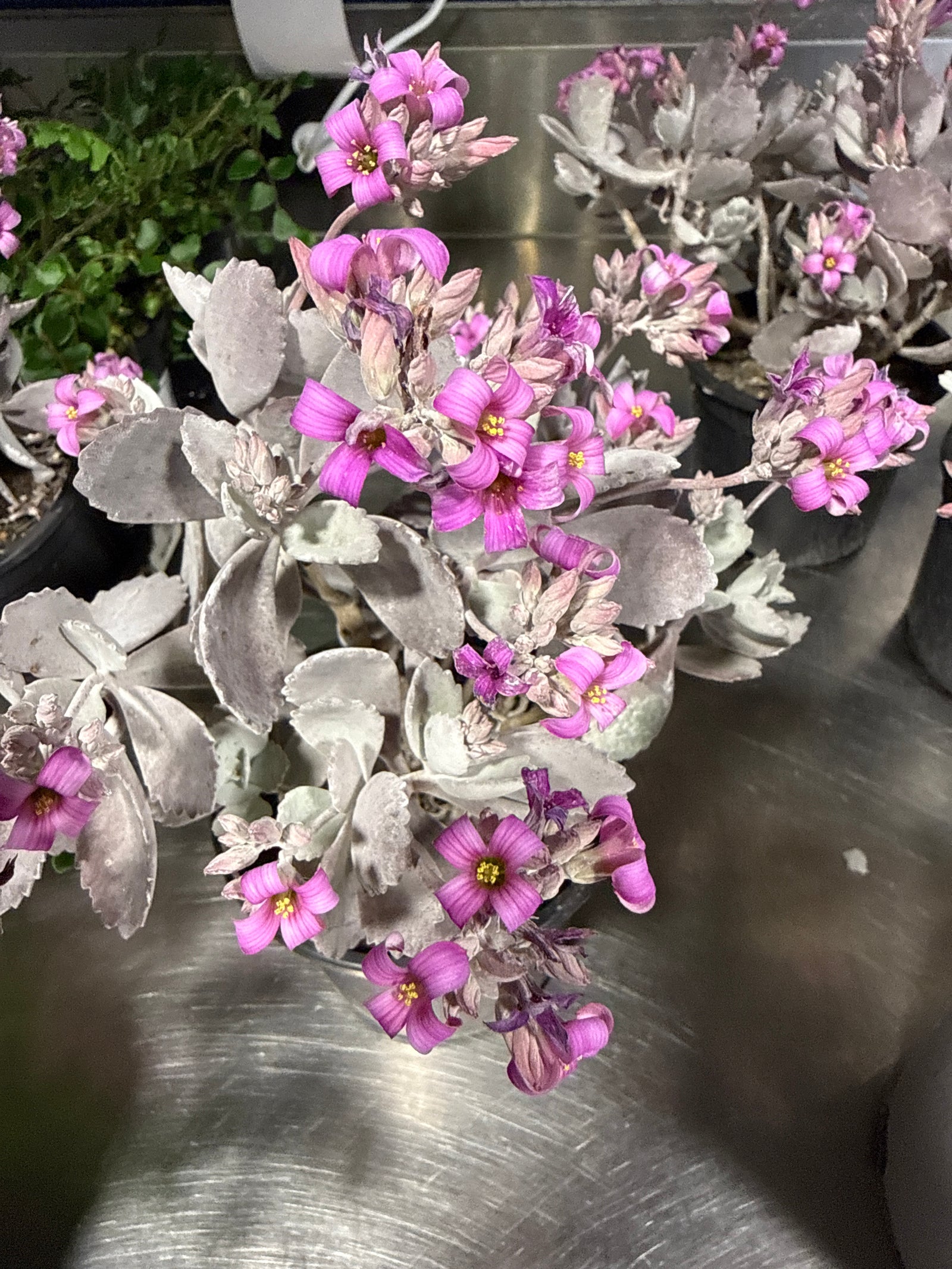 Kalanchoe Quick silver