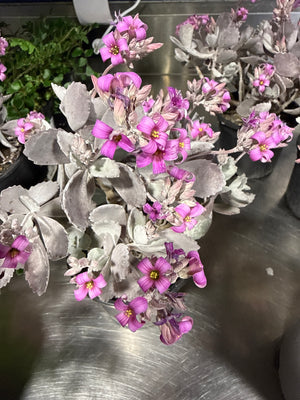 Kalanchoe Quick silver