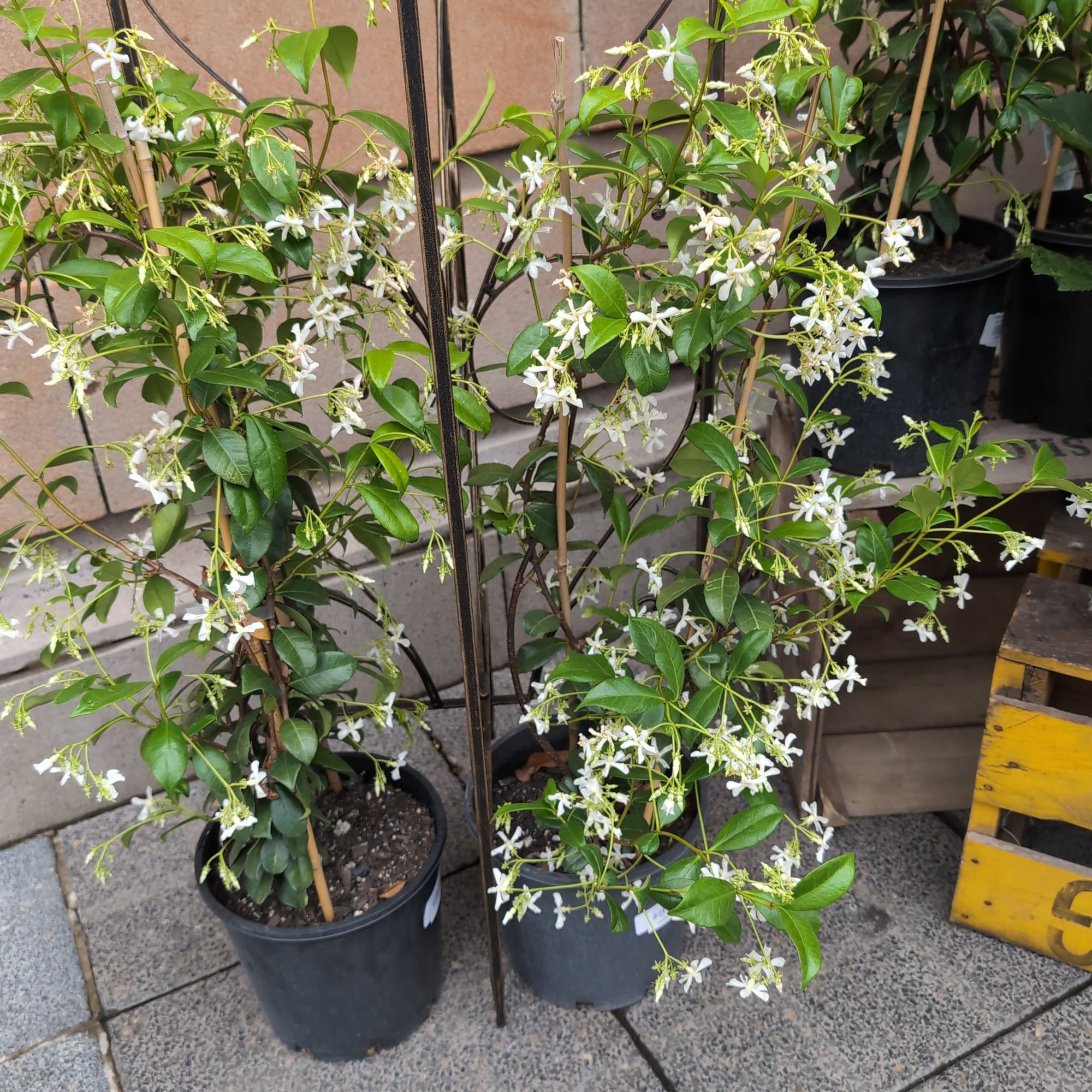 Trachlospermum Jasmonides