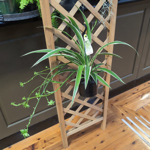 Chlorophytum ‘ ribbon plant’ , ‘spider plant’