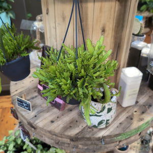 Rhipsalis mini hanging