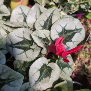 Cyclamen mixed colours