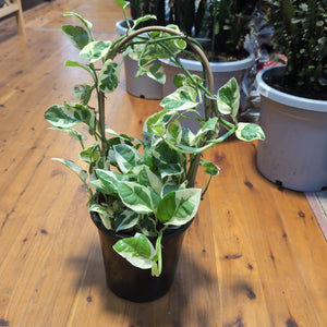 Pothos Epipremnum aureum snow queen