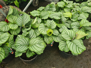 calathea orbifolia