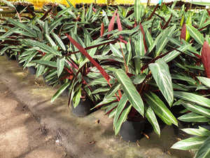 Stromanthe “Sanguinea”