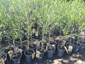 Olive Tree Assorted