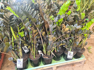 ZZ Black Raven Zamia Zamioculcas