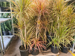 Dracaena marginata