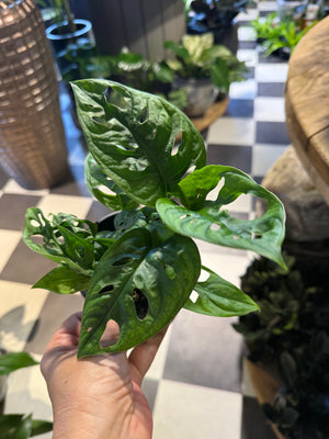 Monstera Obliqua