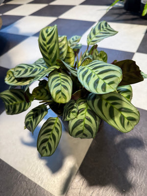(Ctenanthe) Burle Marxii