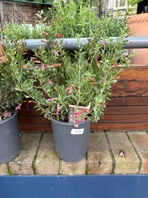 Eremophila Maculata Pink Passion "EMU BUSH"