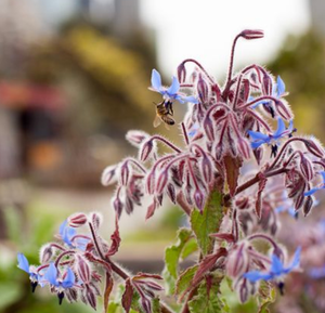 Little Veggie Patch Co - Borage 'Common' Heirloom seeds