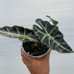 Alocasia  Amazonica Dwarf
