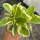 Peperomia obtusfolia mixed varieties
