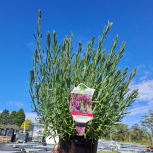 Lavender Stoechas "Avonview"
