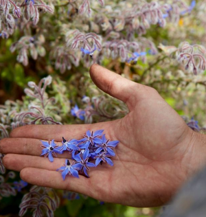Little Veggie Patch Co - Borage 'Common' Heirloom seeds