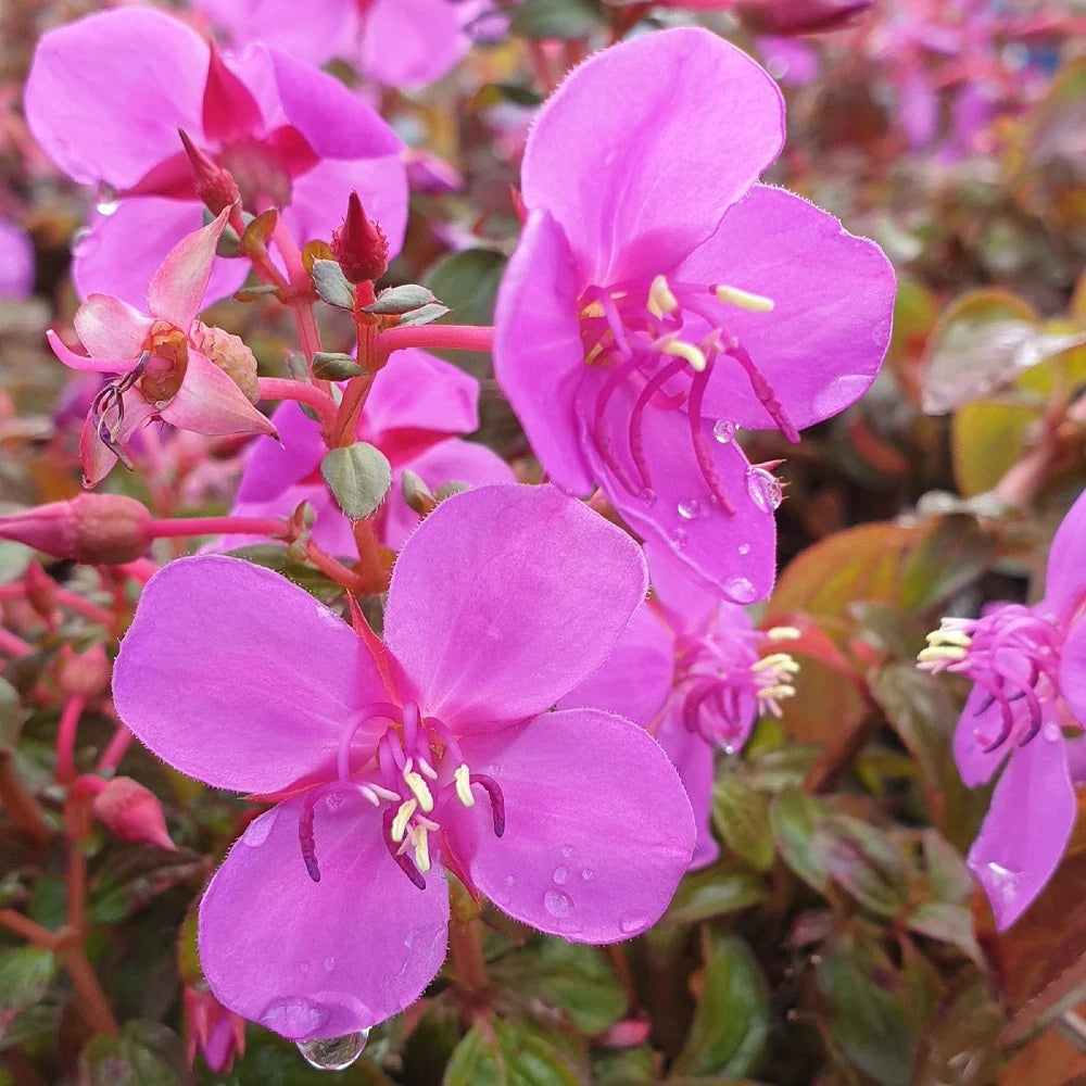 Spanish Shawl (Centradenia pink)