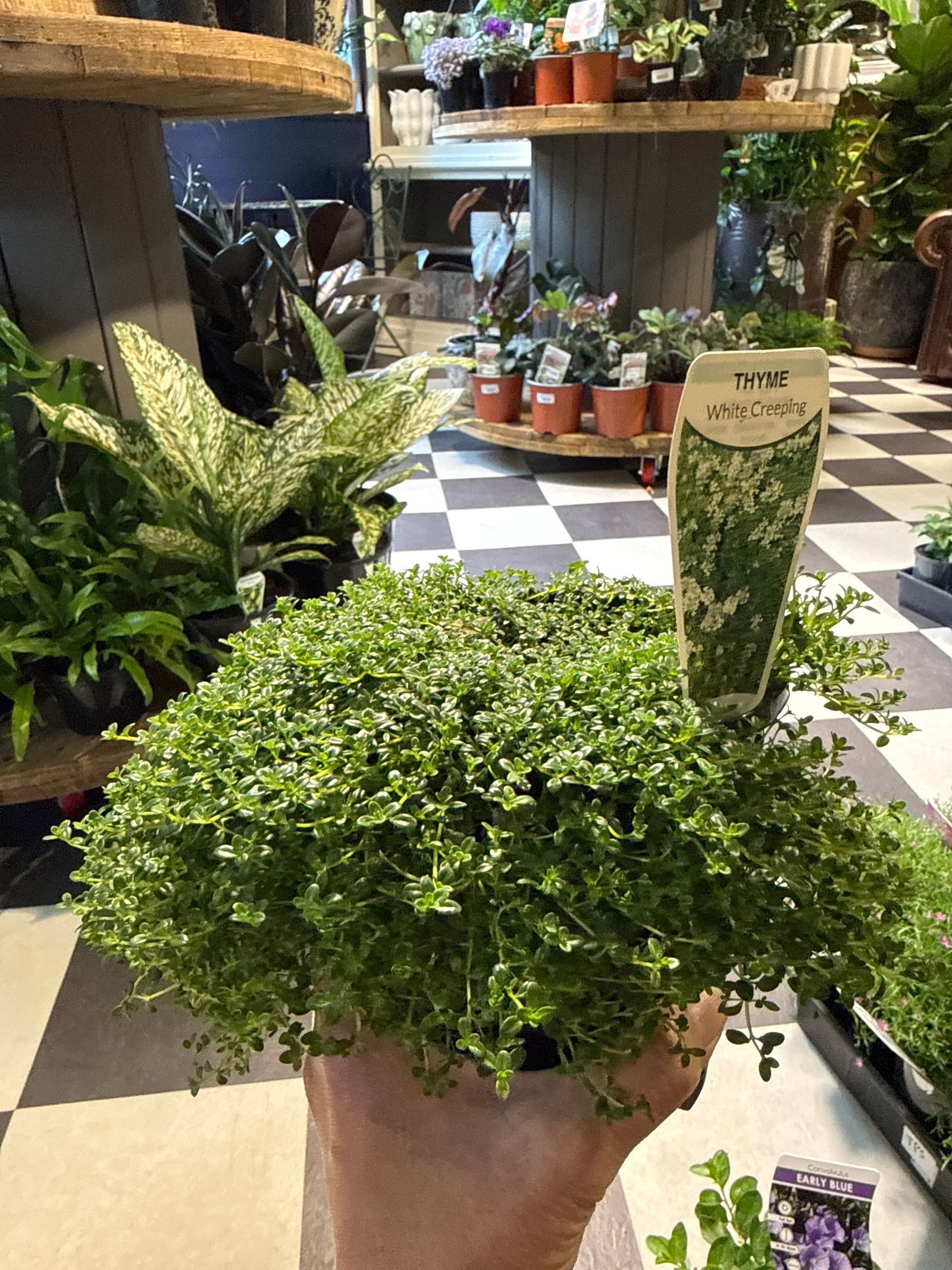 Creeping Thyme white 140mm