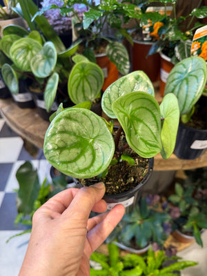 Peperomia argyreia 'watermelon silver’