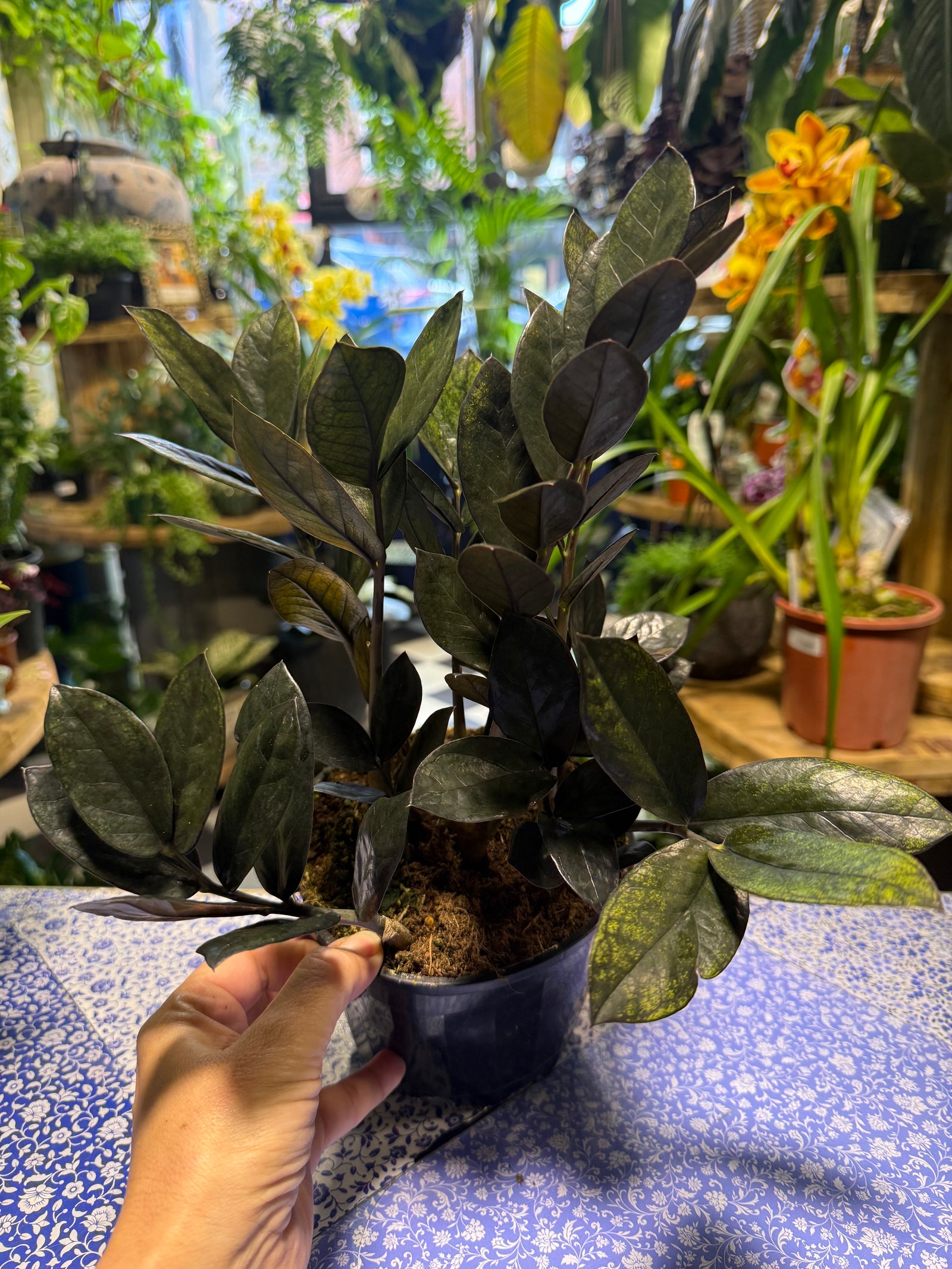 ZZ Jungle Warrior