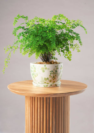 Angus & Celeste Decorative Pot Plant