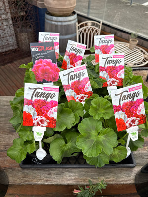 Geranium assorted