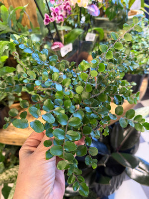 Pellaea rotundafolia button fern