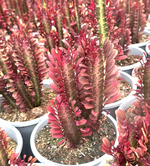 Euphorbia trigona red, African milk tree