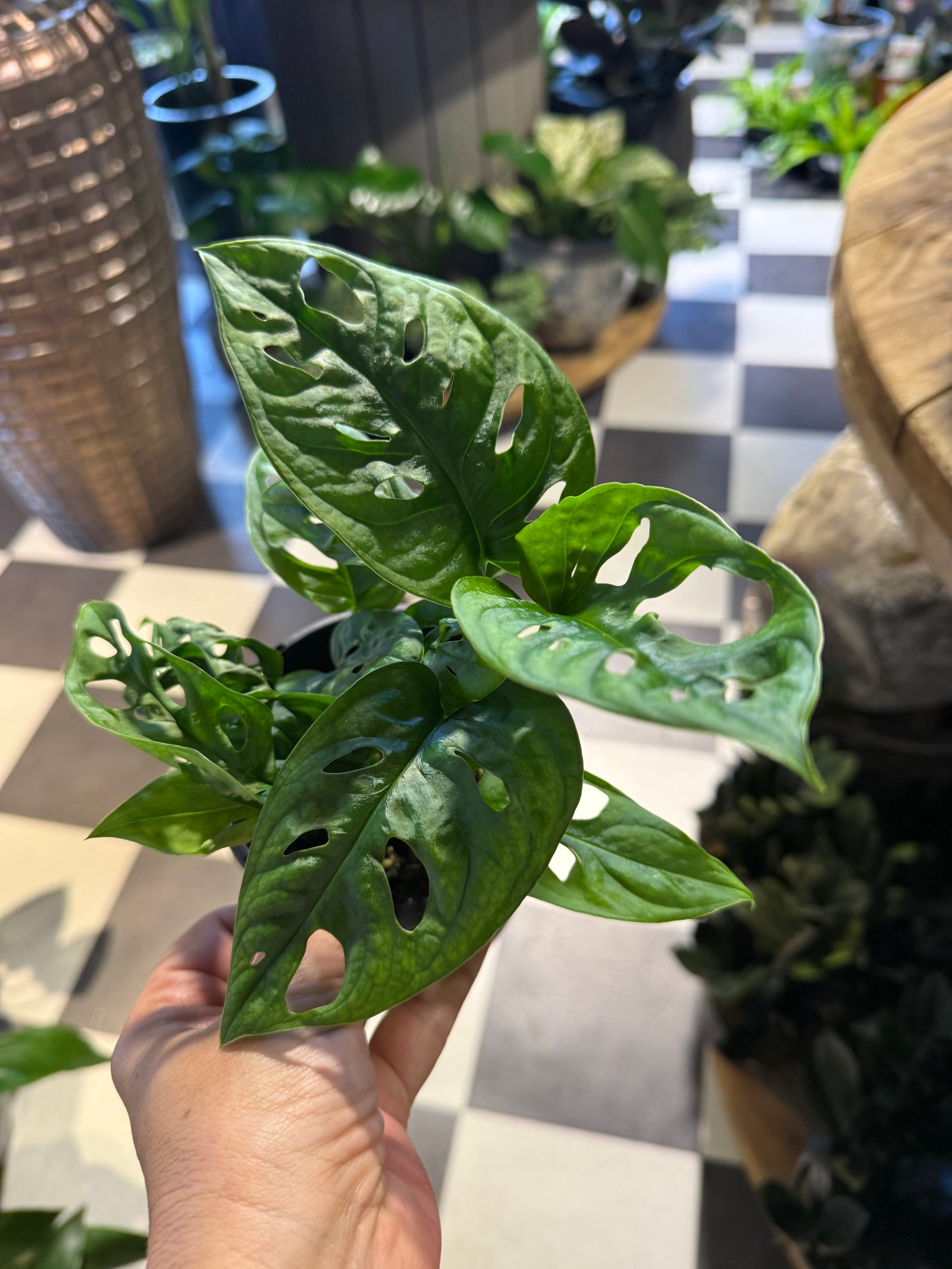 Monstera Obliqua