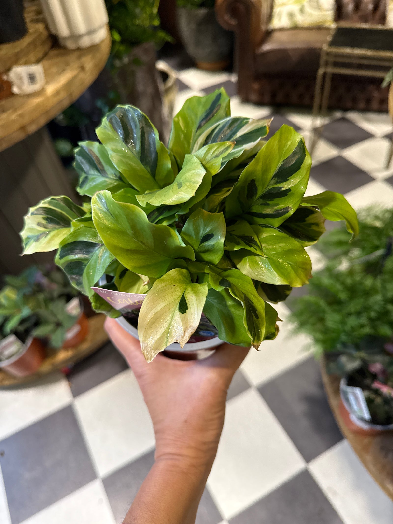 Calathea Thai Beauty