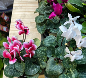 Cyclamen mixed colours