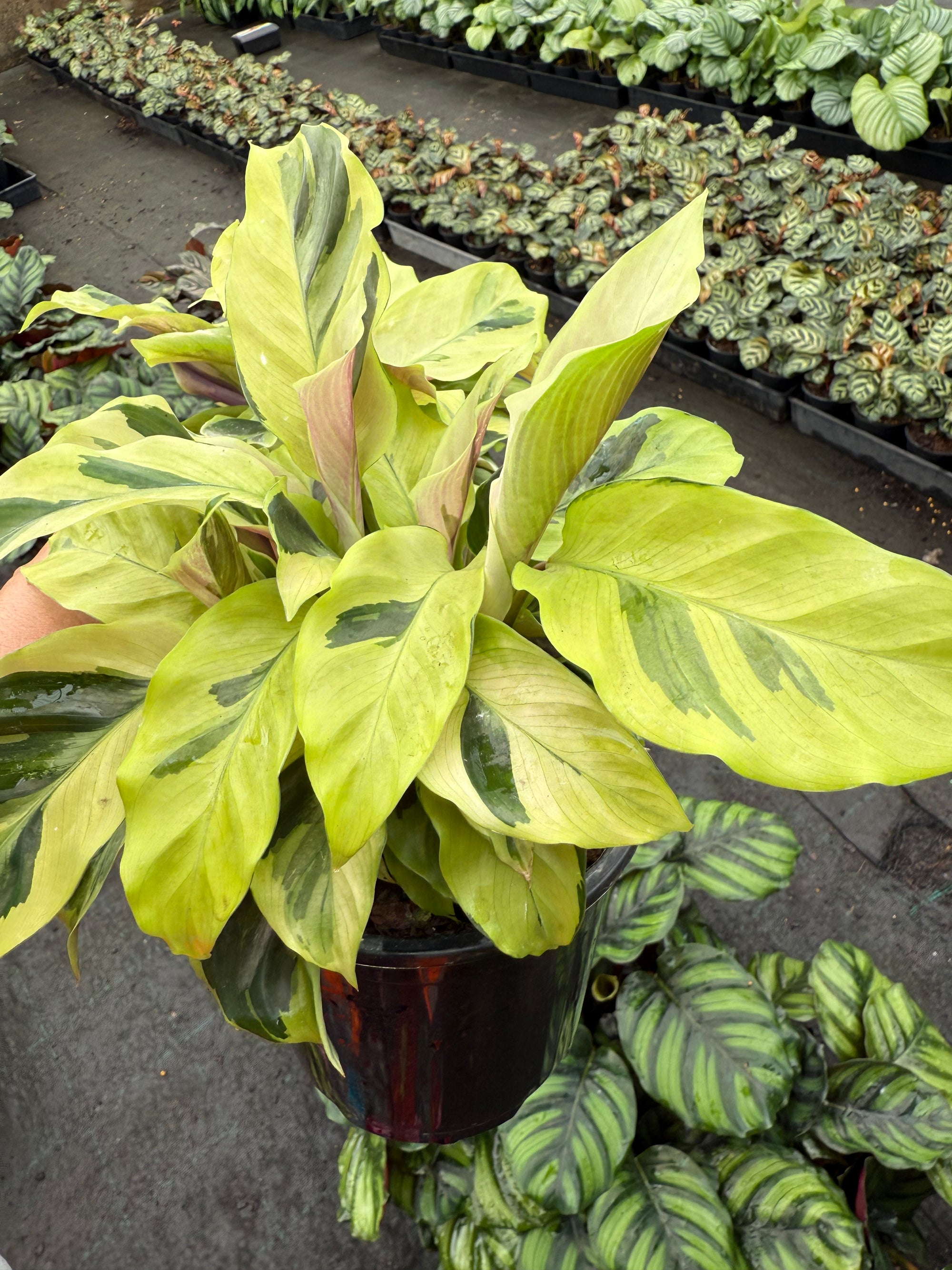 Calathea "Fusion Yellow"