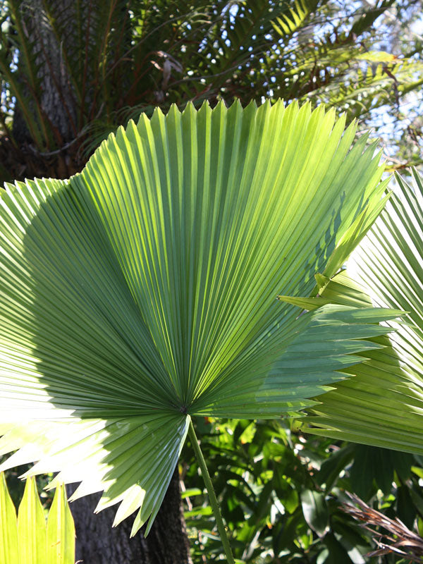 Licuala Grandis "Ruffled Fan Palm"