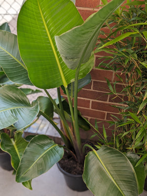 Bird of paradise "strelitzia nicolai"