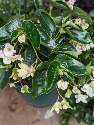 Begonia dragon wings