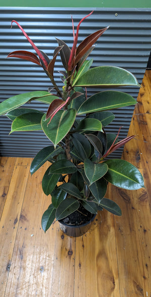 Ficus Melanie