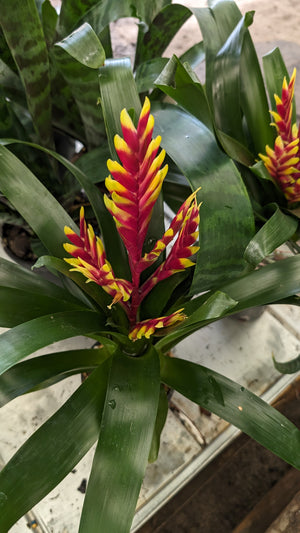 Vriesea Bromiliad