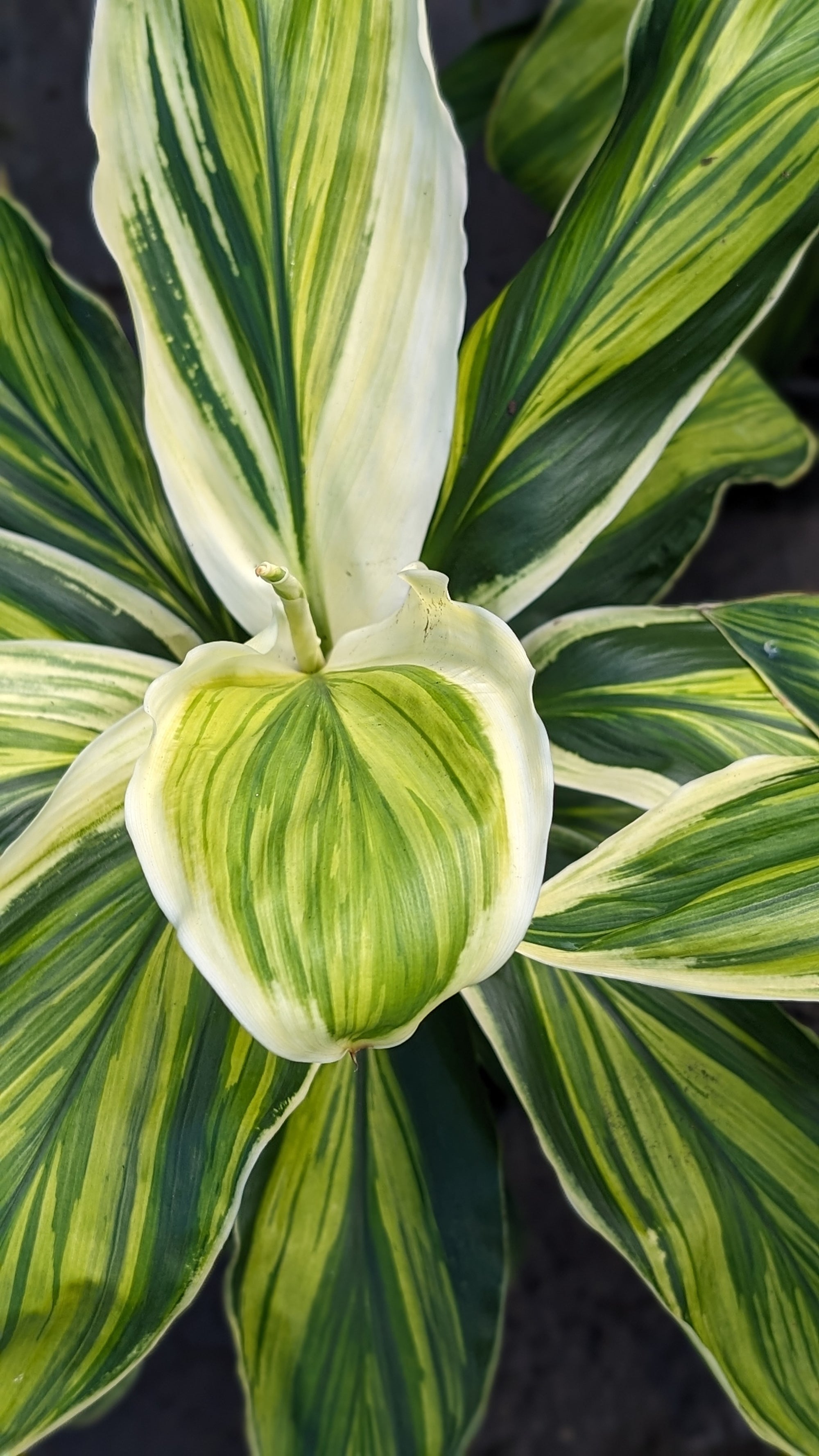 Cordyline fruticosa