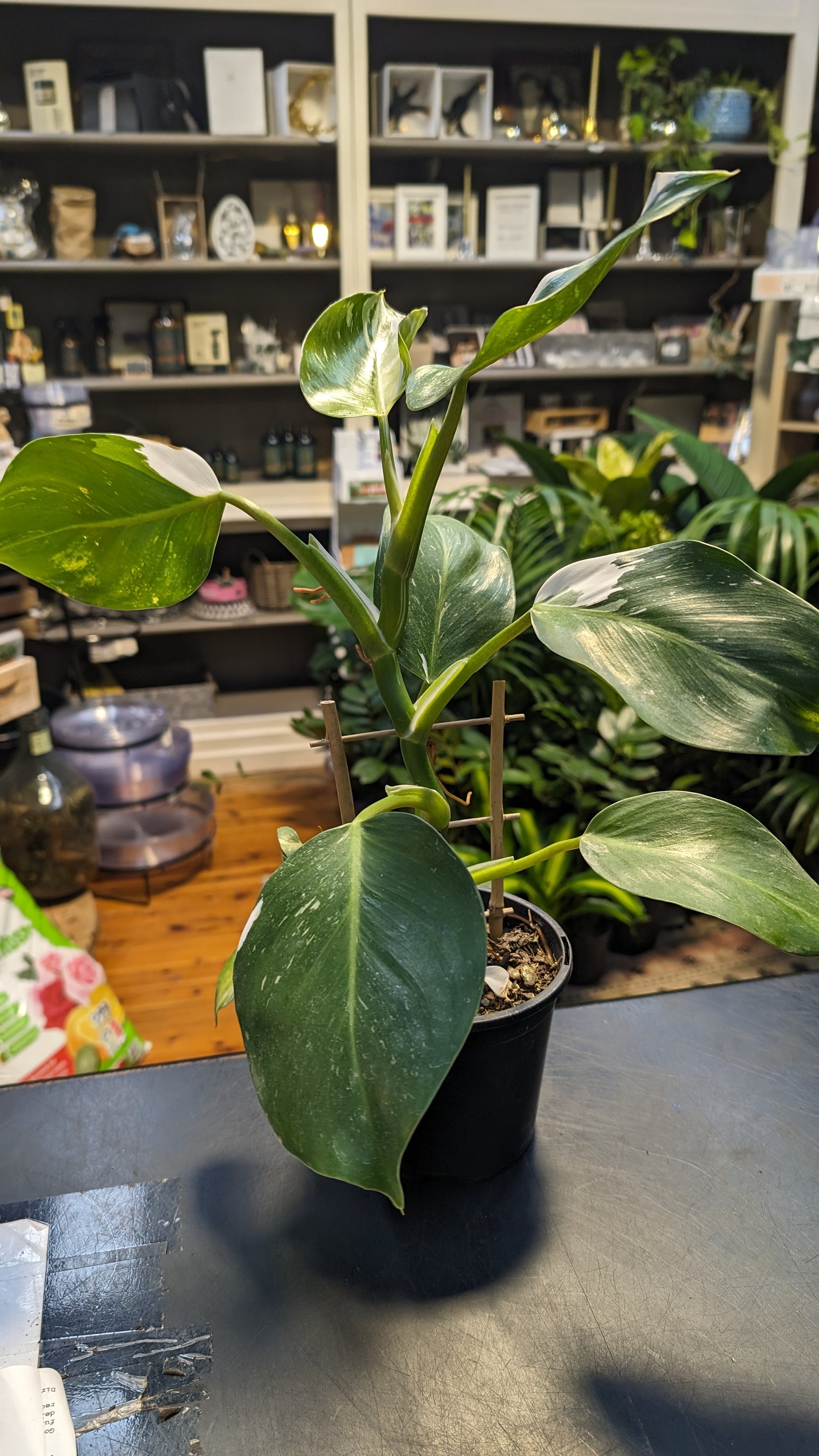 Philodendron white knight