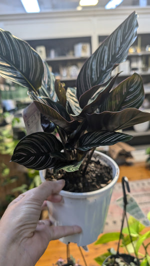Calathea sanderiana