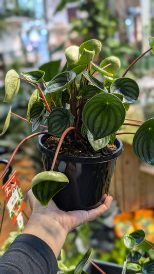 Peperomia argyreia 'watermelon’