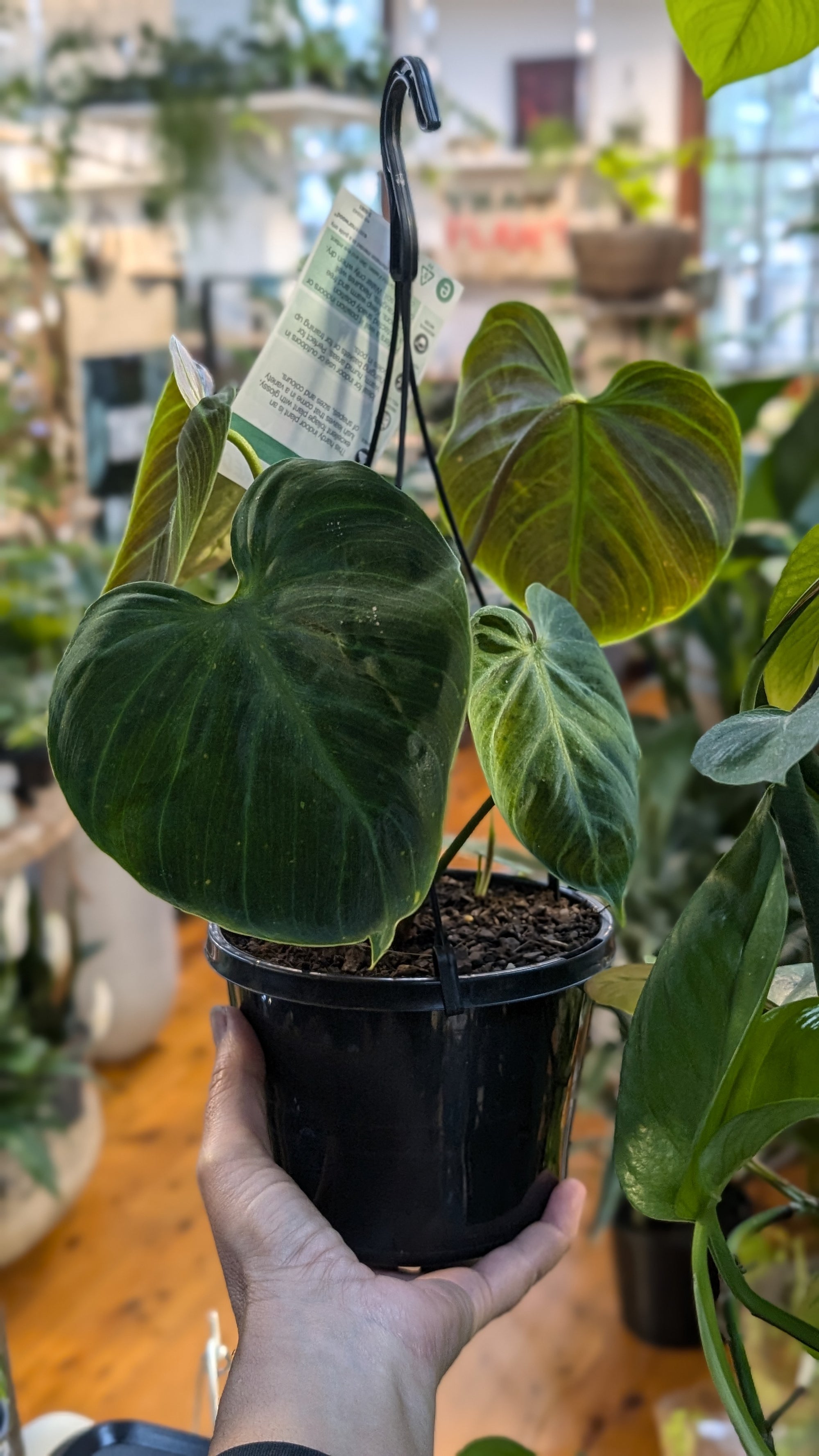 Philodendron Rubrijuvenile El Choco Red