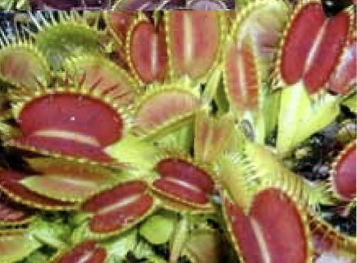 Venus fly trap "Dionaea muscipula"