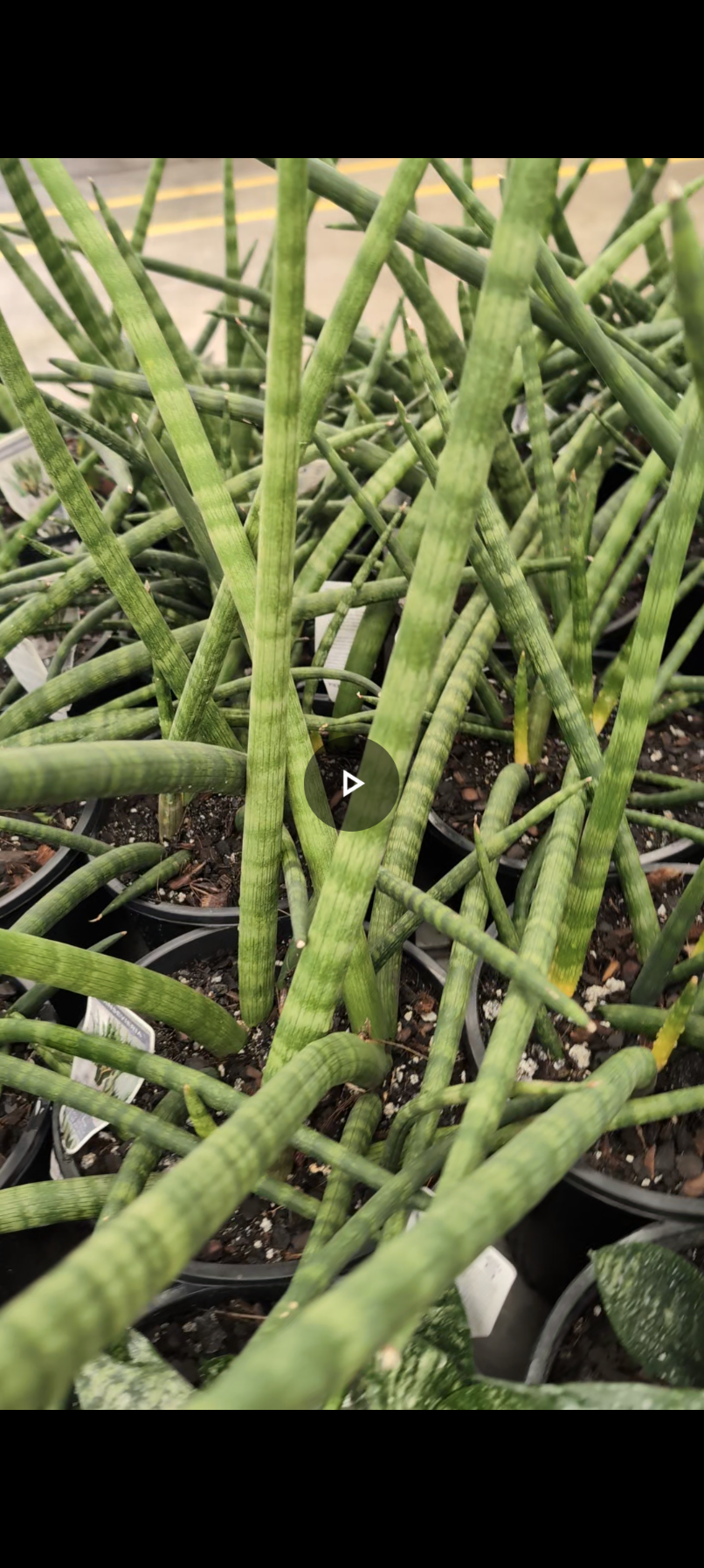 Dracaena "Sanseveria" Cylindrica