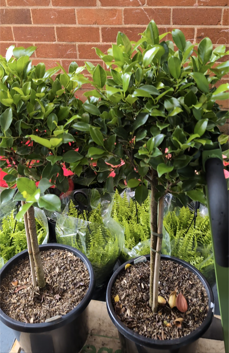 Ficus Benjamina standard figs