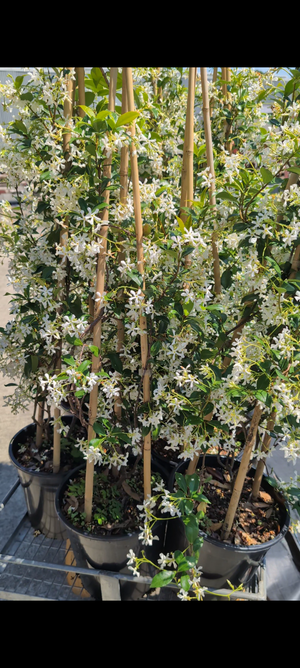 Trachlospermum Jasmonides